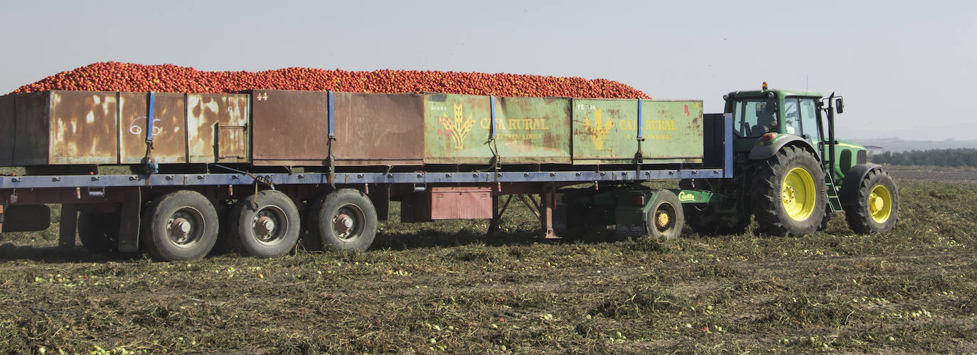 Miajadas, capital europea del tomate, conoce muy de cerca todo lo que implica la campaña del tomate 