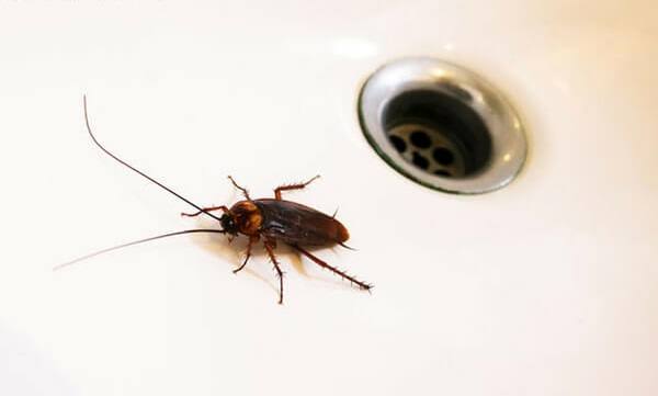 Las cucarachas pueden entrar en las casas por las cañerías 