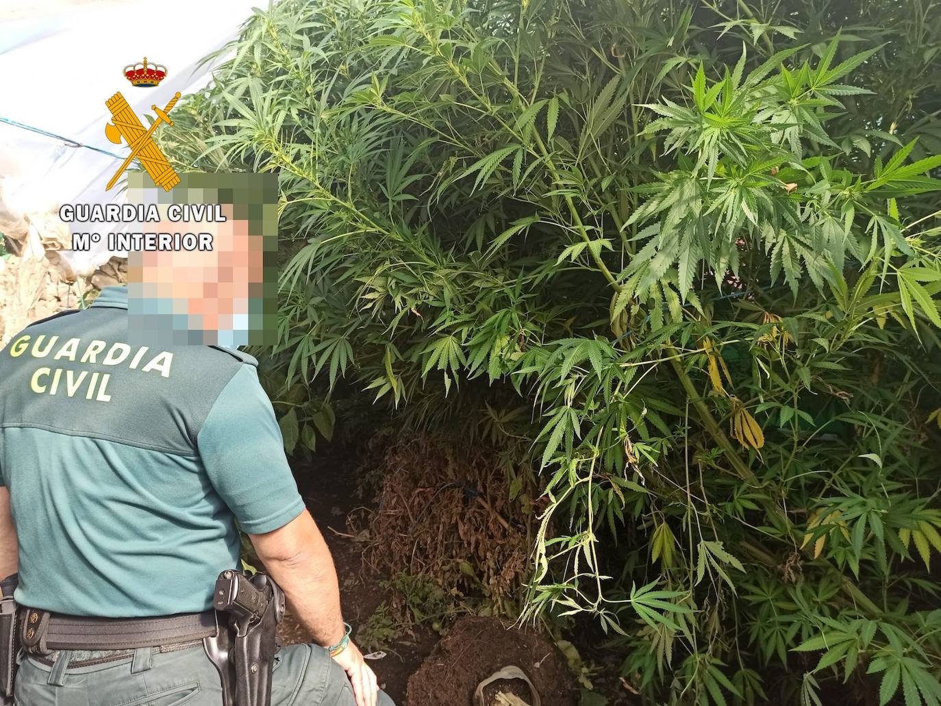 Agente de la Guardia Civil en una de las plantaciones de marihuana 