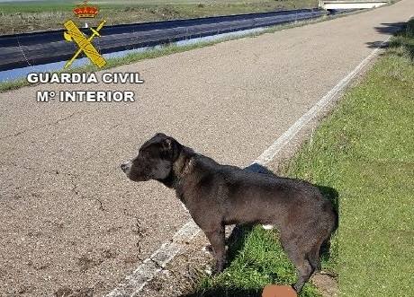 La Guardia Civil rescata a dos perros que habían caído al canal de Orellana