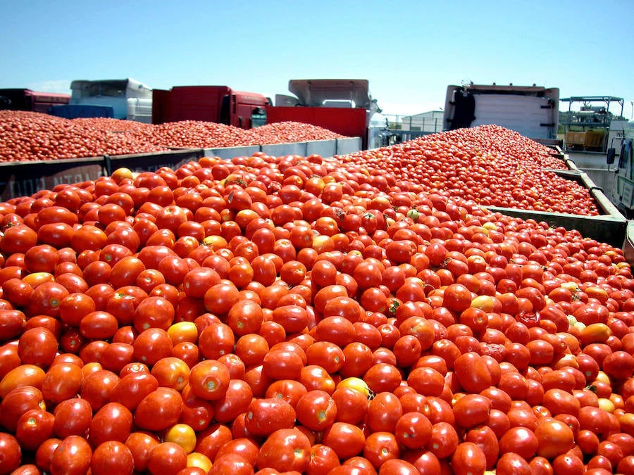 Remolques de tomates 