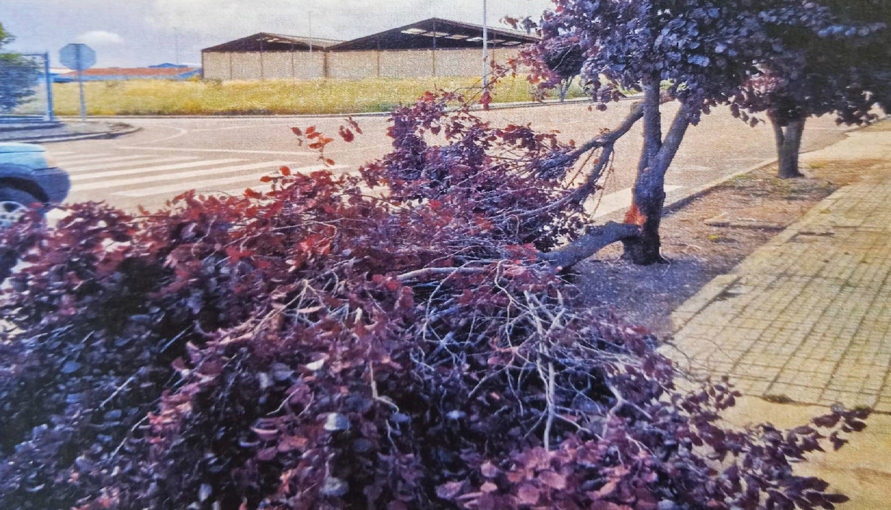 Uno de los árboles dañados en el municipio 