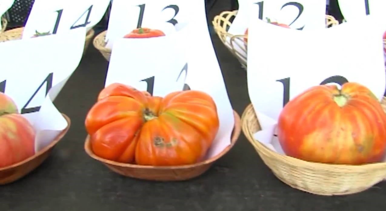 Piezas concursantes de ediciones anteriores del Concurso del tomate de Miajadas 