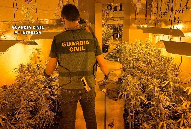 Guardia Civil en la plantación de marihuana en el interior del remolque 