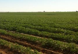 Plantación de tomates en Miajadas