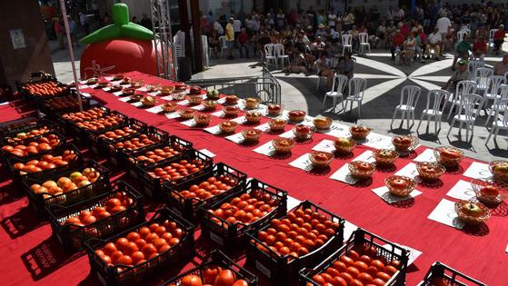 1'264 kilos, ganador de la categoría 'Mayor peso' en el XXXVIII Concurso del Tomate