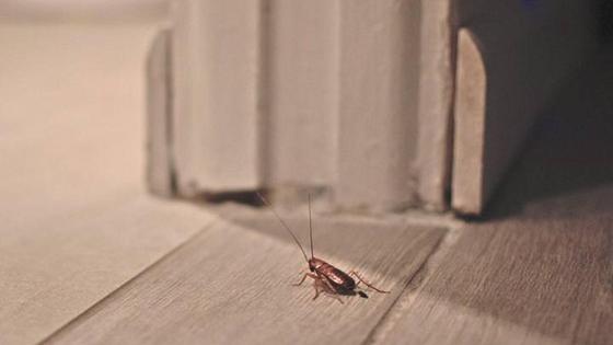 Tratamiento desinsectación contra la población de cucarachas en Casar de Miajadas y Alonso de Ojeda