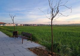 Plantan nuevos árboles en diferentes zonas verdes