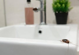 Las zonas 7 y 8 de Miajadas son sometidas a desinsectación de cucarachas