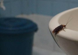 Comienza el tratamiento anticucarachas de la zona Centro-Calle Enrollada