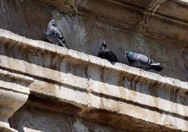 Comienza a aplicarse el plan de control de palomas en Miajadas