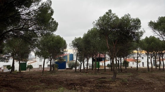 Aclareo de pinos en el bosque de Casar de Miajadas