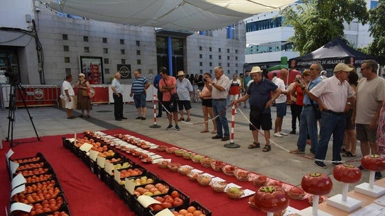 Miajadas celebra la XL edición de su Concurso del Tomate
