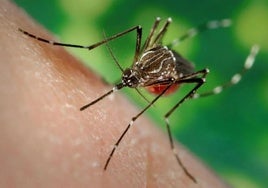 Continúan los trabajos de prevención y control de plagas de mosquitos