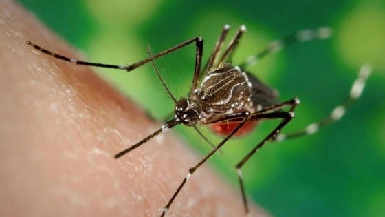 Continúan los trabajos de prevención y control de plagas de mosquitos