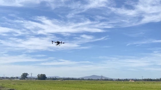 Campaña contra la pudenta del arroz: Miajadas y las Vegas del Guadiana movilizan un frente aéreo para proteger sus cultivos