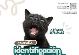 Miajadas se suma a la primera campaña regional de identificación y esterilización felina para frenar el abandono de animales