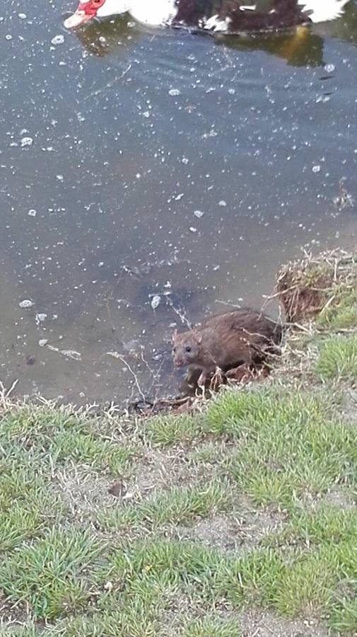 Una de las ratas en la orilla del lago. 