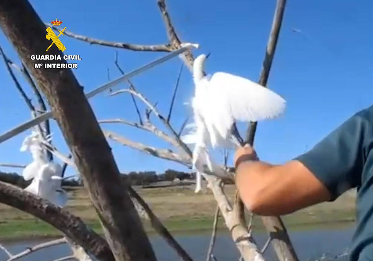 Un agente retira desde la lancha una garza común que quedó atrapada