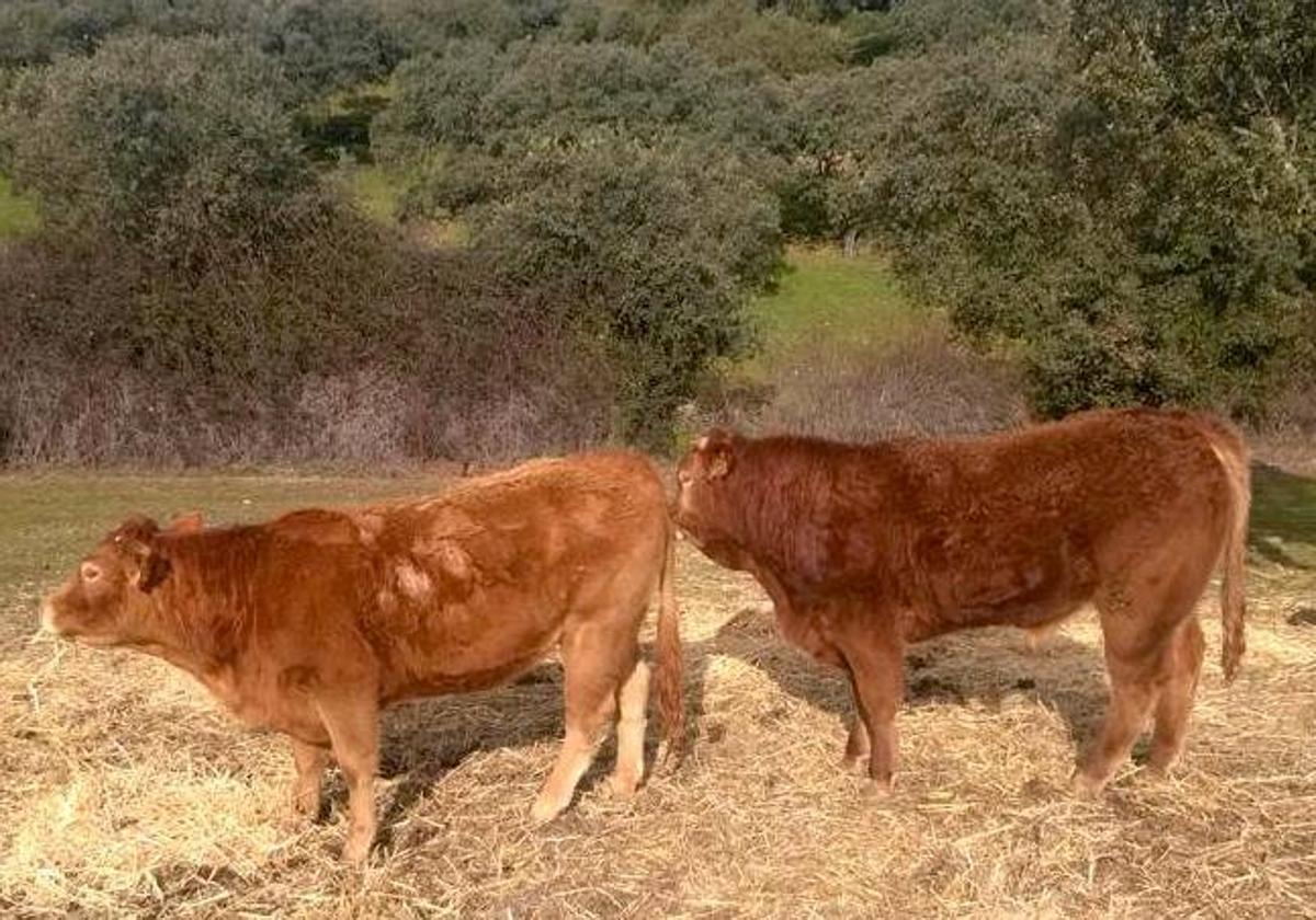 Ganado bovino de una explotación ganadera de Monesterio