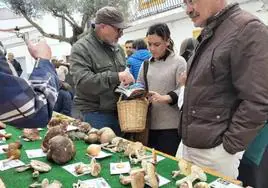 Monesterio celebra este fin de semana sus XVII Jornadas Micológicas