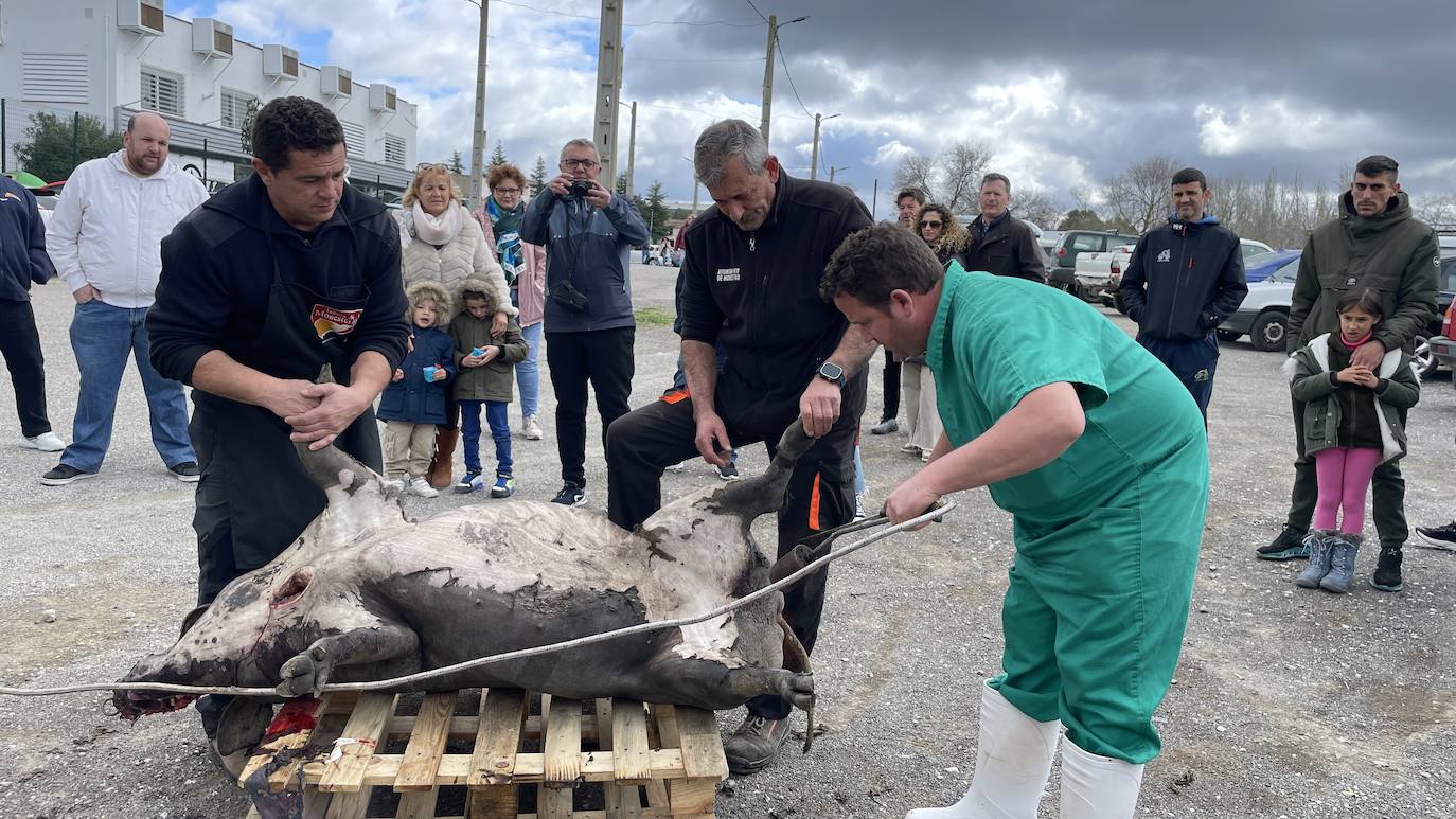 La XXII Matanza Tradicional del Cerdo Ibérico de Monesterio, en imágenes