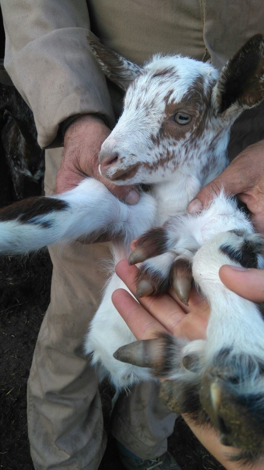 Nace un chivo con más de cuatro pezuñas en Calera de León