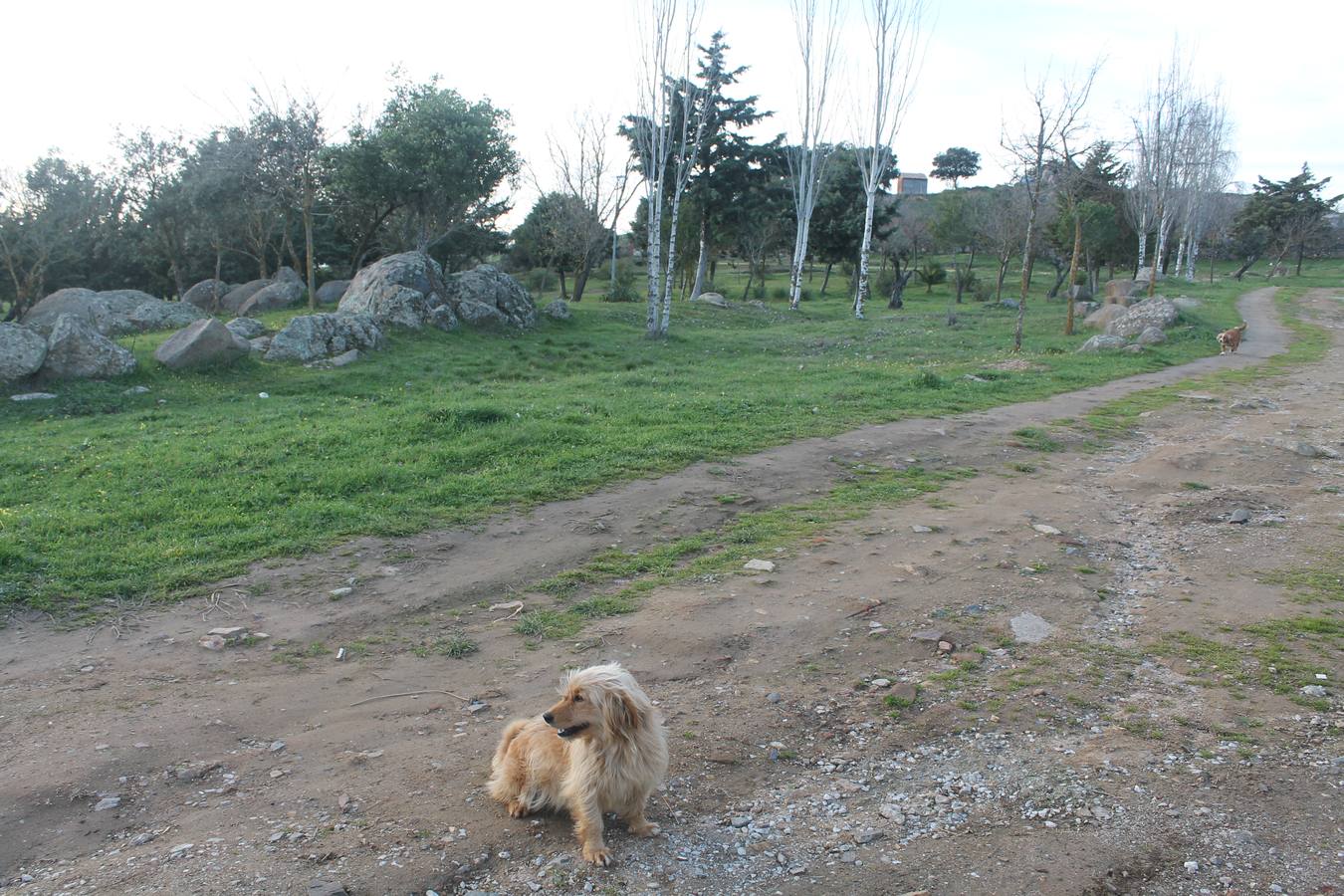 Parque próximo a la Cooperativa en el que se han encontrado varios restos de alimentos envenenados 