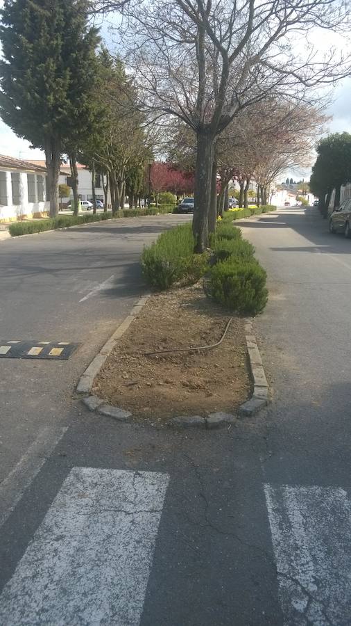 Lugar del que ha desaparecido uno de los árboles 