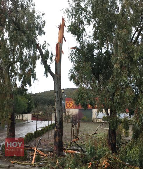 Estado del eucalipto afectado por el temporal en Las Moreras 