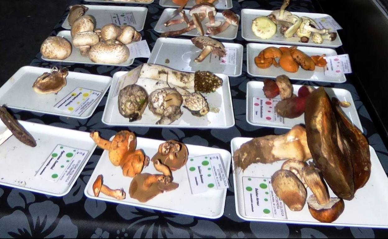 Comienzan las XXIII Jornadas Micológicas del Campo Arañuelo