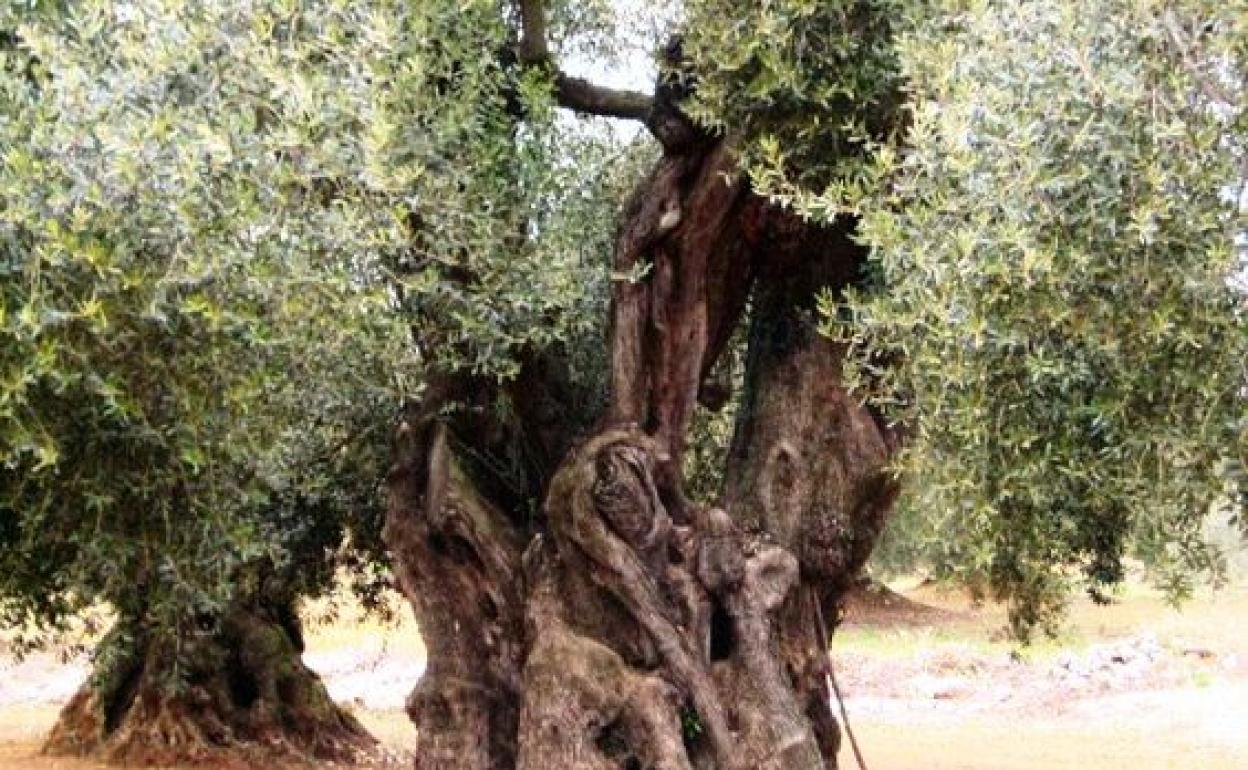 Peraleda de San Román celebrará el sábado una jornada sobre la aceituna y el aceite de oliva