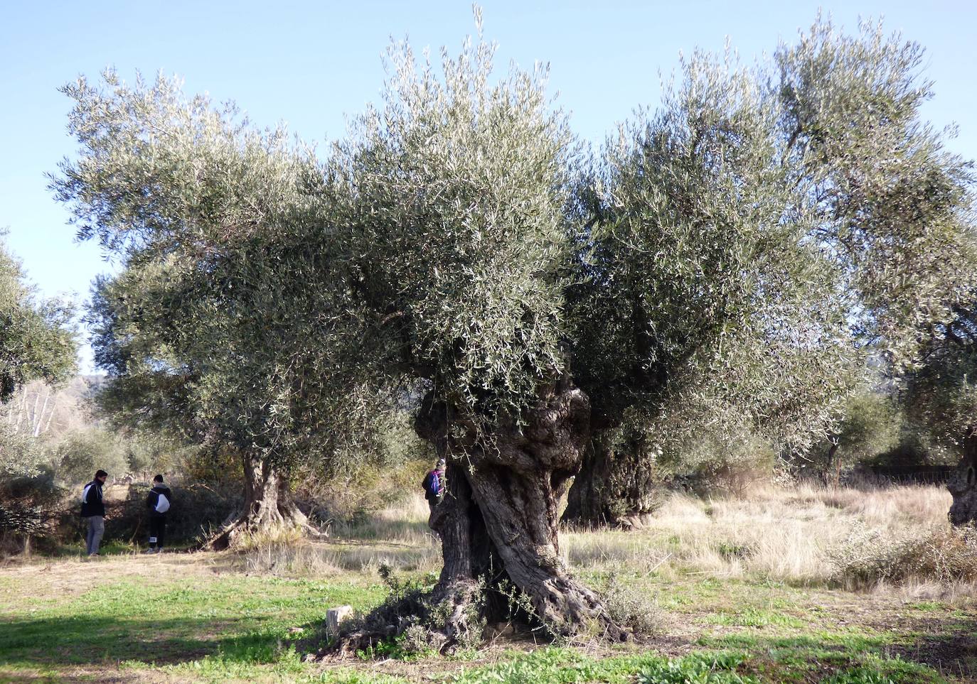 Fotos: Peraleda de San Román vive una jornada alrededor de la aceituna y el aceite de oliva
