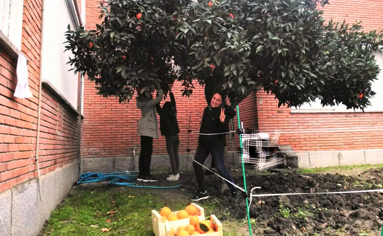 Naranjas ecológicas en el instituto Augustóbriga