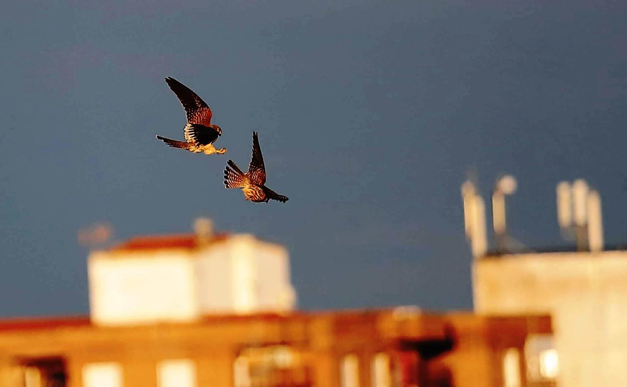 «Nos vigilan desde el cielo en este confinamiento»