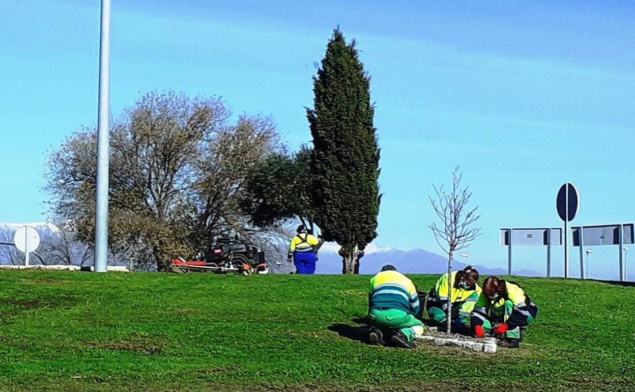 Jardineros municipales en la rotonda de Rosalejo 