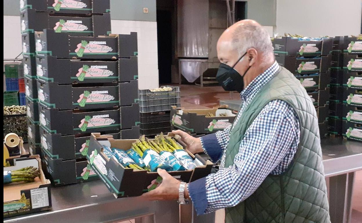 El espárrago verde del Tiétar: del campo a la mesa en cuestión de horas