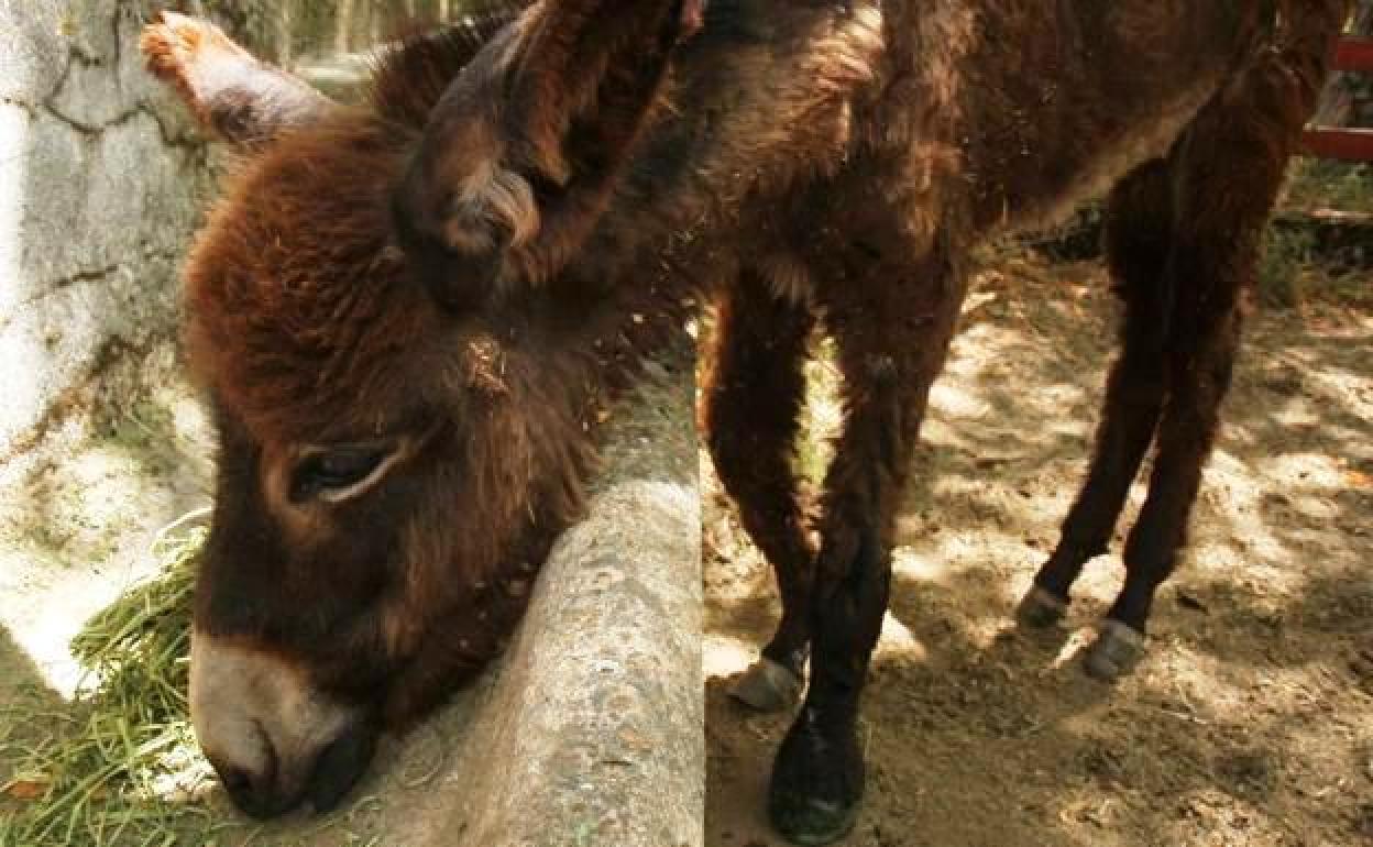 Detenido un vecino de Madrid que tenía una burra atada y abandonada en una finca de Navalmoral