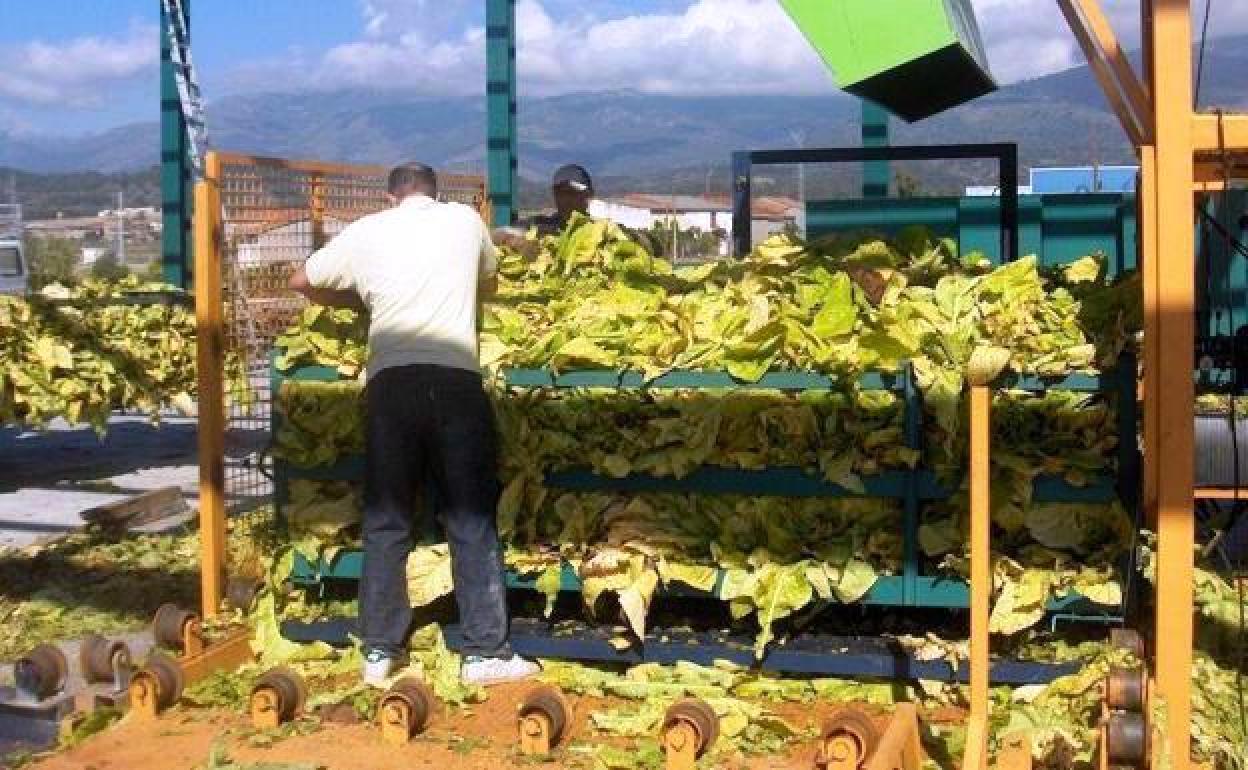 Se crea una mesa de diálogo entre el sector productor y Cetarsa sobre el problema de los precios del tabaco