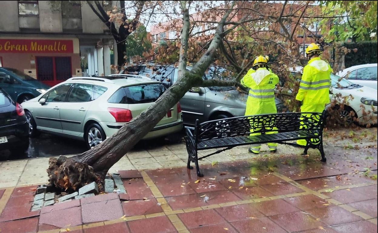 Árbol caído en la calle Antonio Concha 