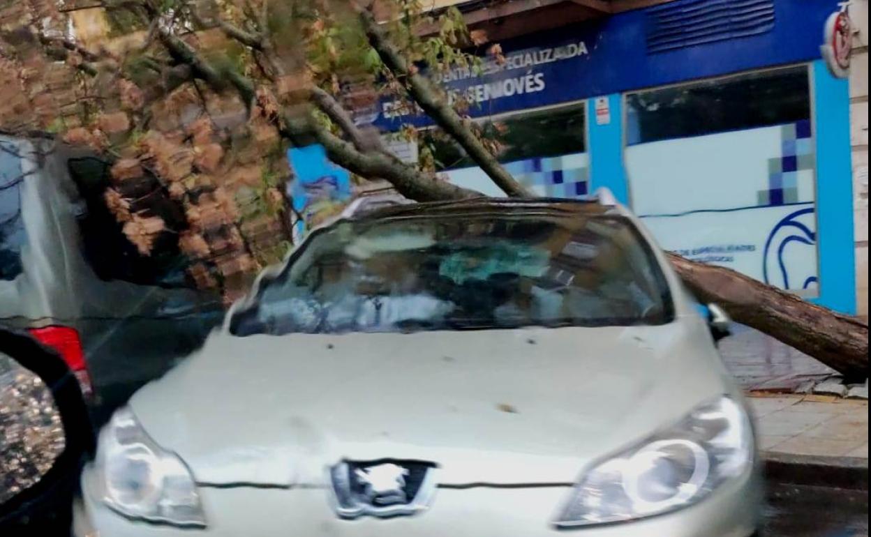 Árbol caído sobre un vehículo el sábado en Antonio Concha 