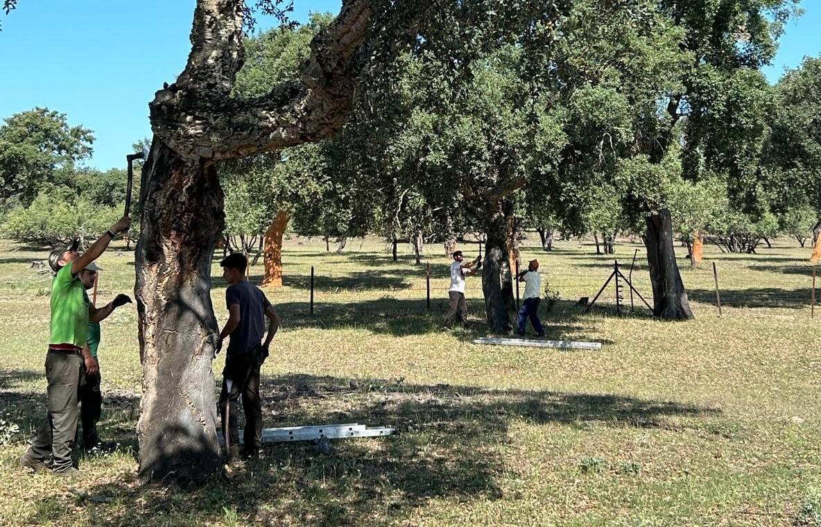 Jornadas del Descorche en Toril