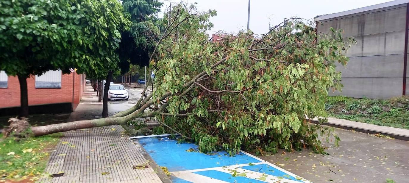 Los rastros de la borrasca