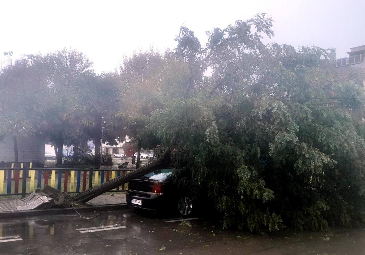 Árbol caído sobre un coche en la zona de Pozo Rancón