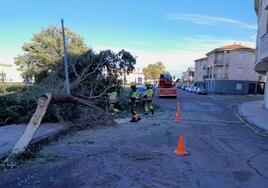 Árbol caído en las inmediaciones de la carretera Nacional V