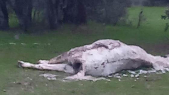 Más de una semana pudriéndose en la dehesa boyal