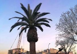 La única palmera sana de la zona que queda en la plazuela de la cigüeña
