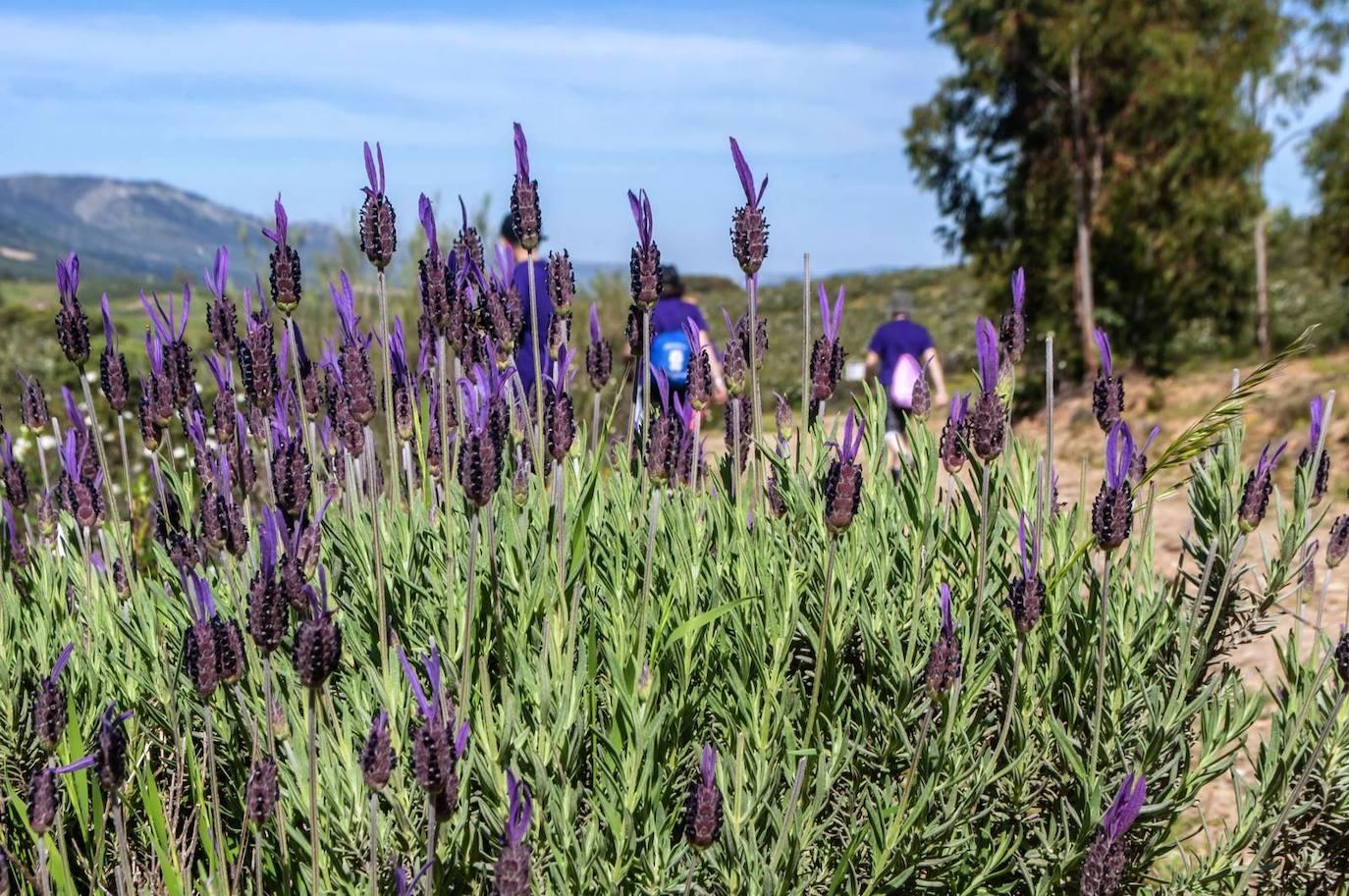 La Ruta Violeta une Higuera de Albalat con Casas de Miravete