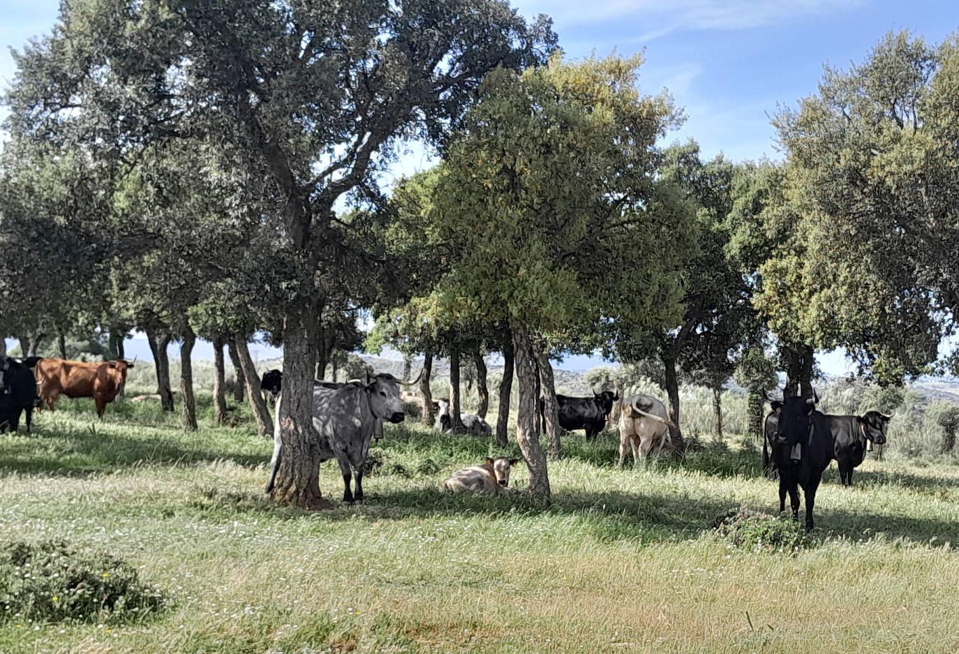 La XX Ruta a Peñaflor reúne a más de 200 senderistas