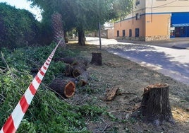 Primeros trabajos de tala en la calle Cartagena